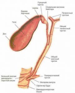 Желчевыводящие пути