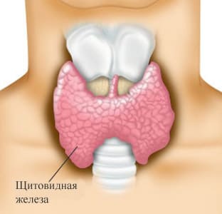 Щитовидная железа