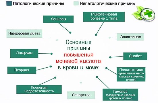 Патологические и непатологические причины повышения мочевины в крови