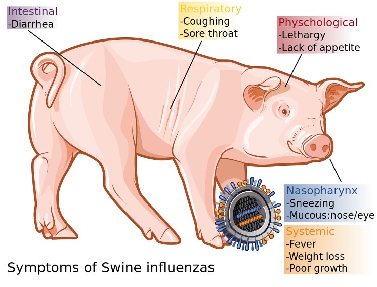 Симптомы свиного гриппа h2N1 у свиней